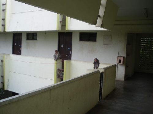 Affen im Sarayu-Hostel